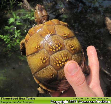 Three-toed Box Turtle (Terrapene carolina triunguis)