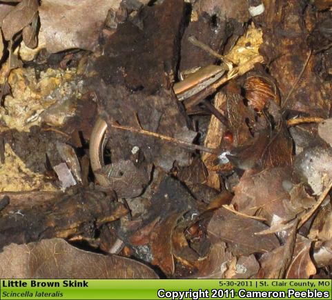 Little Brown Skink (Scincella lateralis)