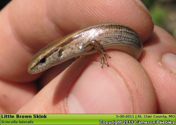 Little Brown Skink (Scincella lateralis)