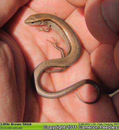 Little Brown Skink (Scincella lateralis)