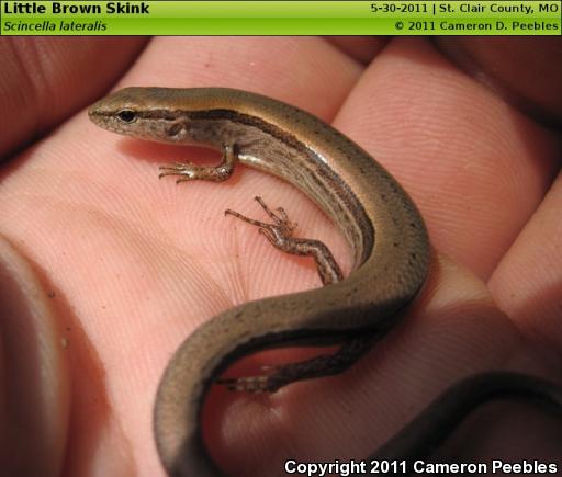 Little Brown Skink (Scincella lateralis)