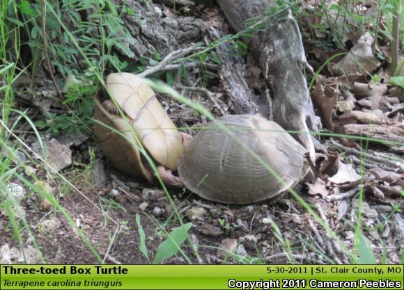 Three-toed Box Turtle (Terrapene carolina triunguis)