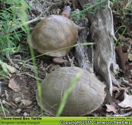 Three-toed Box Turtle (Terrapene carolina triunguis)