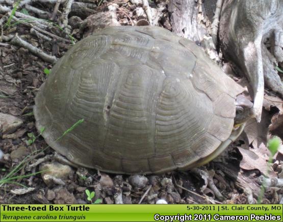 Three-toed Box Turtle (Terrapene carolina triunguis)