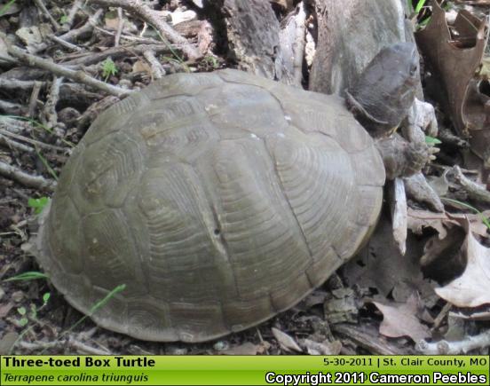 Three-toed Box Turtle (Terrapene carolina triunguis)