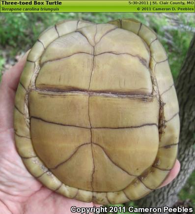 Three-toed Box Turtle (Terrapene carolina triunguis)