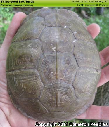 Three-toed Box Turtle (Terrapene carolina triunguis)