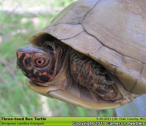 Three-toed Box Turtle (Terrapene carolina triunguis)