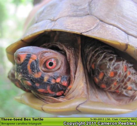 Three-toed Box Turtle (Terrapene carolina triunguis)