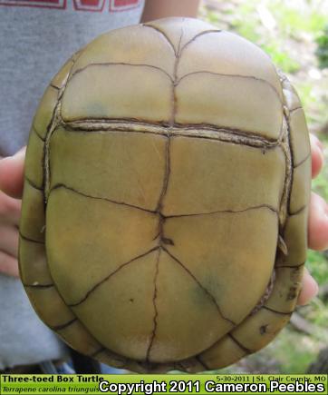 Three-toed Box Turtle (Terrapene carolina triunguis)