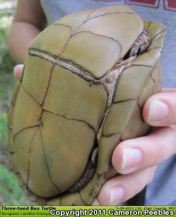 Three-toed Box Turtle (Terrapene carolina triunguis)