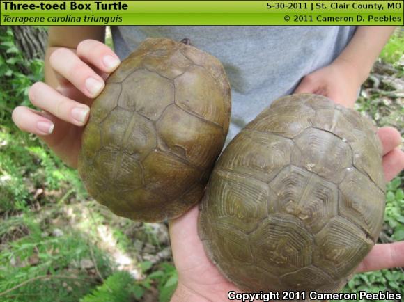 Three-toed Box Turtle (Terrapene carolina triunguis)