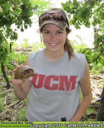 Three-toed Box Turtle (Terrapene carolina triunguis)