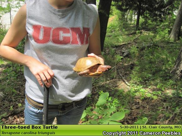 Three-toed Box Turtle (Terrapene carolina triunguis)