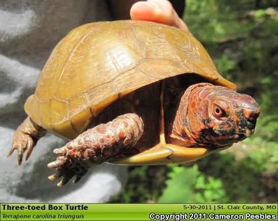 Three-toed Box Turtle (Terrapene carolina triunguis)