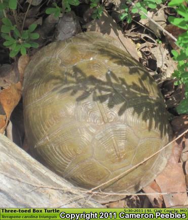 Three-toed Box Turtle (Terrapene carolina triunguis)