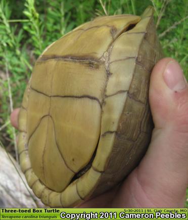 Three-toed Box Turtle (Terrapene carolina triunguis)