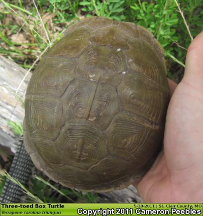 Three-toed Box Turtle (Terrapene carolina triunguis)