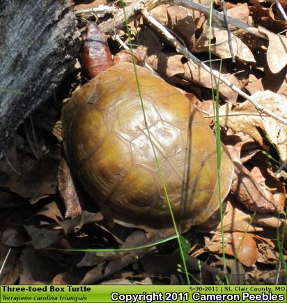 Three-toed Box Turtle (Terrapene carolina triunguis)