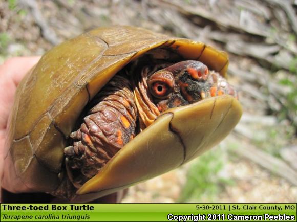 Three-toed Box Turtle (Terrapene carolina triunguis)