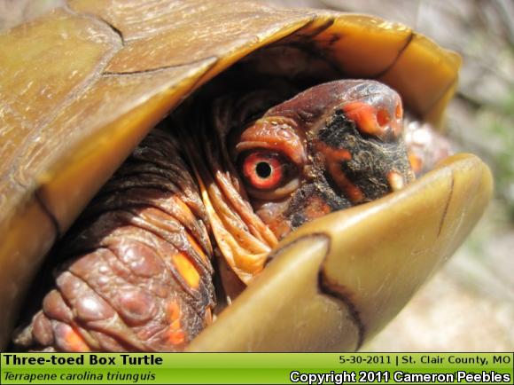 Three-toed Box Turtle (Terrapene carolina triunguis)