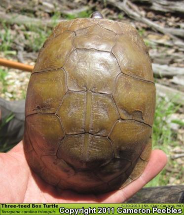 Three-toed Box Turtle (Terrapene carolina triunguis)