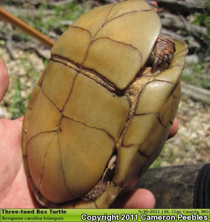 Three-toed Box Turtle (Terrapene carolina triunguis)