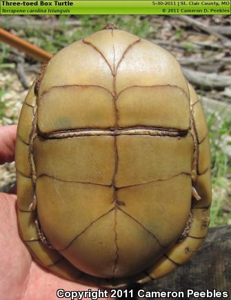 Three-toed Box Turtle (Terrapene carolina triunguis)