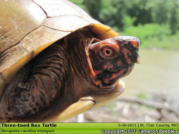 Three-toed Box Turtle (Terrapene carolina triunguis)