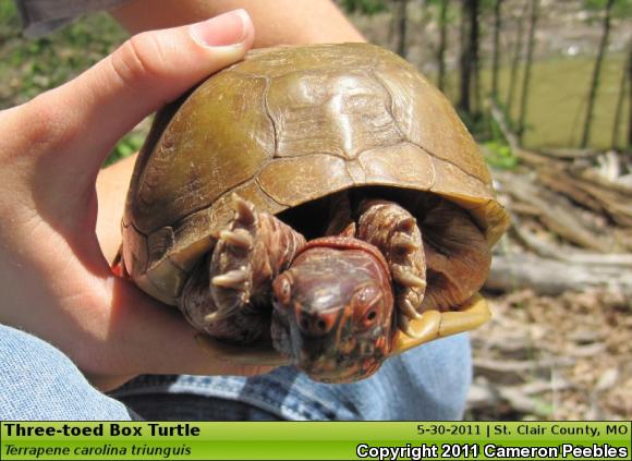 Three-toed Box Turtle (Terrapene carolina triunguis)