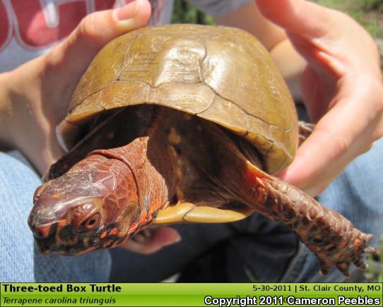 Three-toed Box Turtle (Terrapene carolina triunguis)