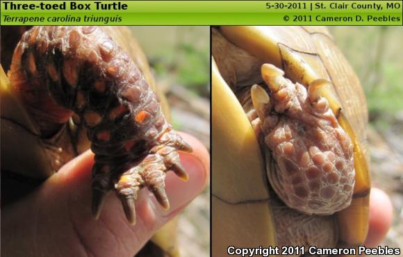 Three-toed Box Turtle (Terrapene carolina triunguis)