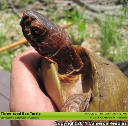 Three-toed Box Turtle (Terrapene carolina triunguis)