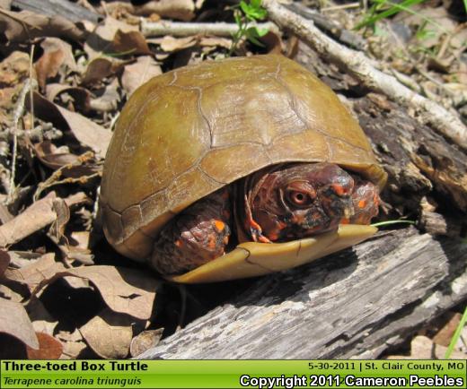 Three-toed Box Turtle (Terrapene carolina triunguis)