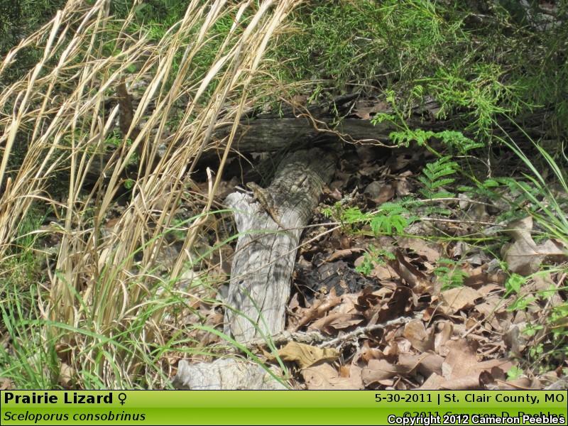 Prairie Lizard (Sceloporus consobrinus)