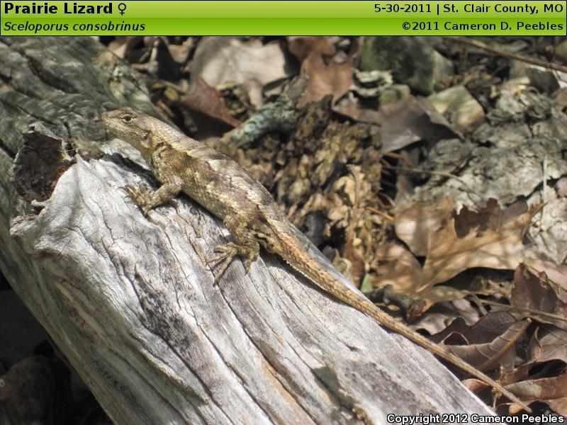 Prairie Lizard (Sceloporus consobrinus)