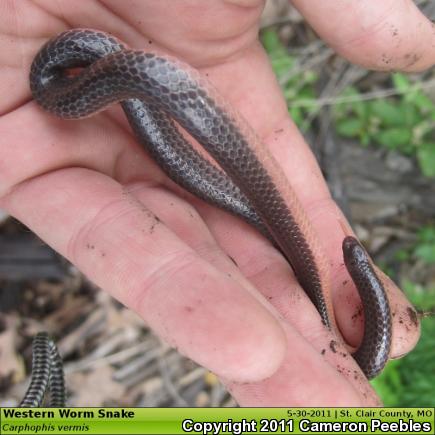 Western Wormsnake (Carphophis vermis)