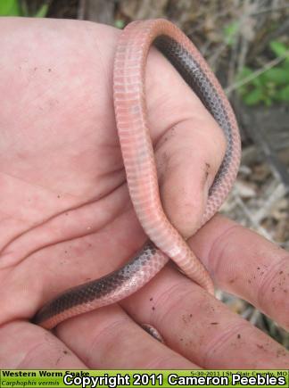 Western Wormsnake (Carphophis vermis)