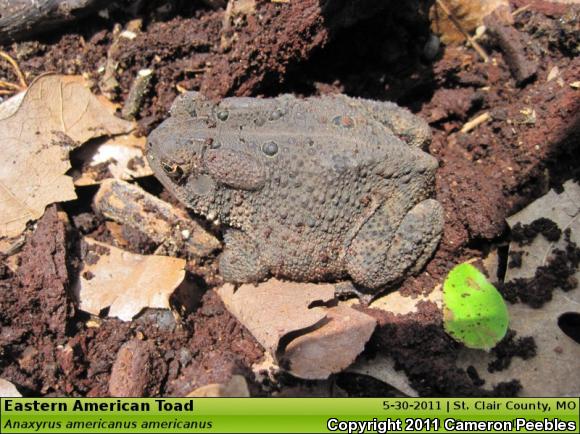 Eastern American Toad (Anaxyrus americanus americanus)