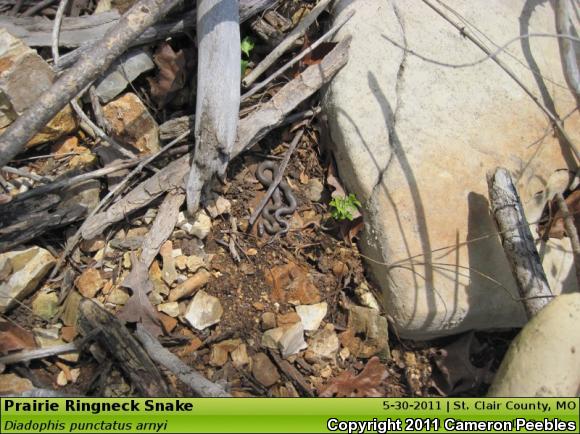 Prairie Ring-necked Snake (Diadophis punctatus arnyi)