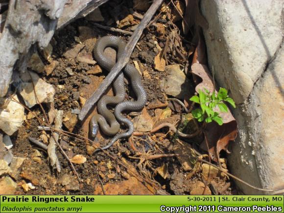 Prairie Ring-necked Snake (Diadophis punctatus arnyi)