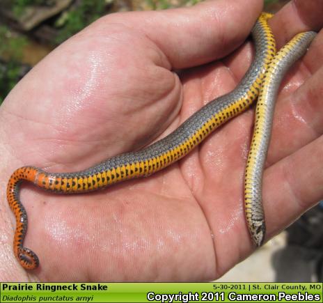 Prairie Ring-necked Snake (Diadophis punctatus arnyi)