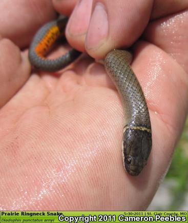 Prairie Ring-necked Snake (Diadophis punctatus arnyi)