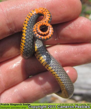 Prairie Ring-necked Snake (Diadophis punctatus arnyi)