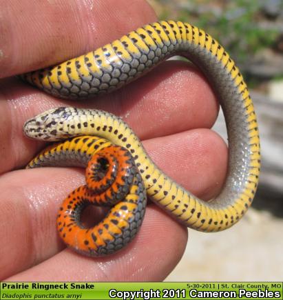 Prairie Ring-necked Snake (Diadophis punctatus arnyi)