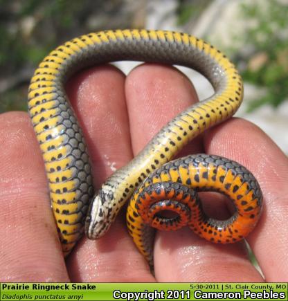 Prairie Ring-necked Snake (Diadophis punctatus arnyi)