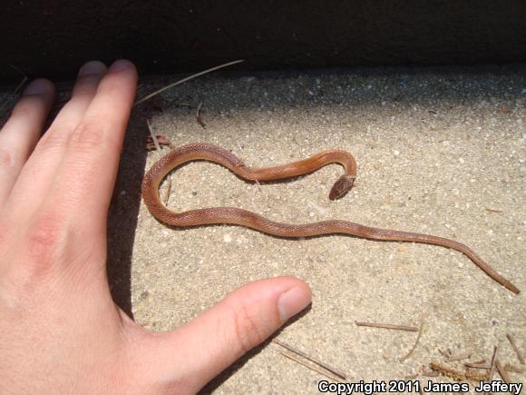 Pine Woods Littersnake (Rhadinaea flavilata)