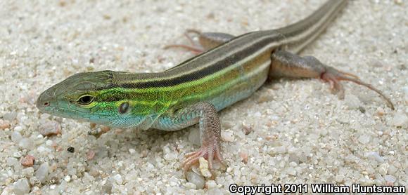 Prairie Racerunner (Aspidoscelis sexlineata viridis)