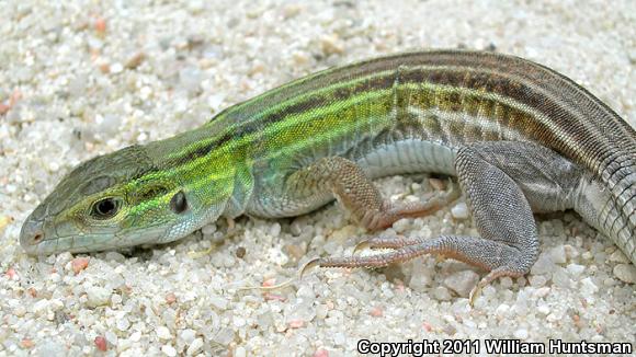 Prairie Racerunner (Aspidoscelis sexlineata viridis)