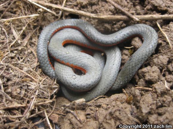 Pacific Ring-necked Snake (Diadophis punctatus amabilis)